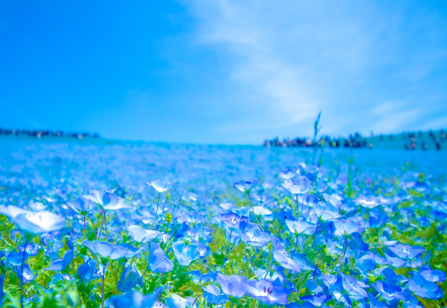 桜の次は菜の花？チューリップ？藤？牡丹？それとも…？